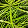 Peperomia ferreyrae, pianta da interno
