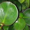 Peperomia obtusifolia , sin. Peperomia magnoliifolia, pianta da interno