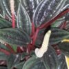 Peperomia caperata ‘Brasilia’, pianta da interno