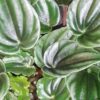 Peperomia marmorata, sin. Peperomia verschaffeltii, pianta da interno