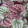 Peperomia caperata 'Schumi Red', pianta da interno