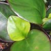 Peperomia clusiifolia Red Margin, pianta da interno