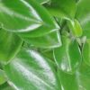 Peperomia orba ‘Pixie’, pianta da interno