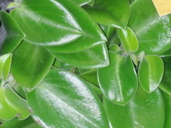 Peperomia orba ‘Pixie’, pianta da interno