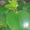 Peperomia polybotria, sin. Peperomia arifolia ‘Raindrop’, pianta da interno