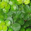 Peperomia rotundifolia sin. Peperomia nummulariifolia, pianta da interno