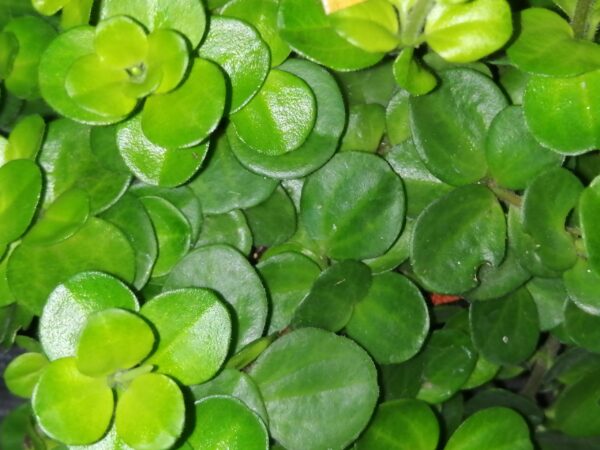 Peperomia rotundifolia sin. Peperomia nummulariifolia, pianta da interno