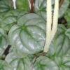 Peperomia griseoargentea , sin. Peperomia hederifolia, pianta da interno