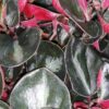 Peperomia metallica var. Colombiana, pianta da interno