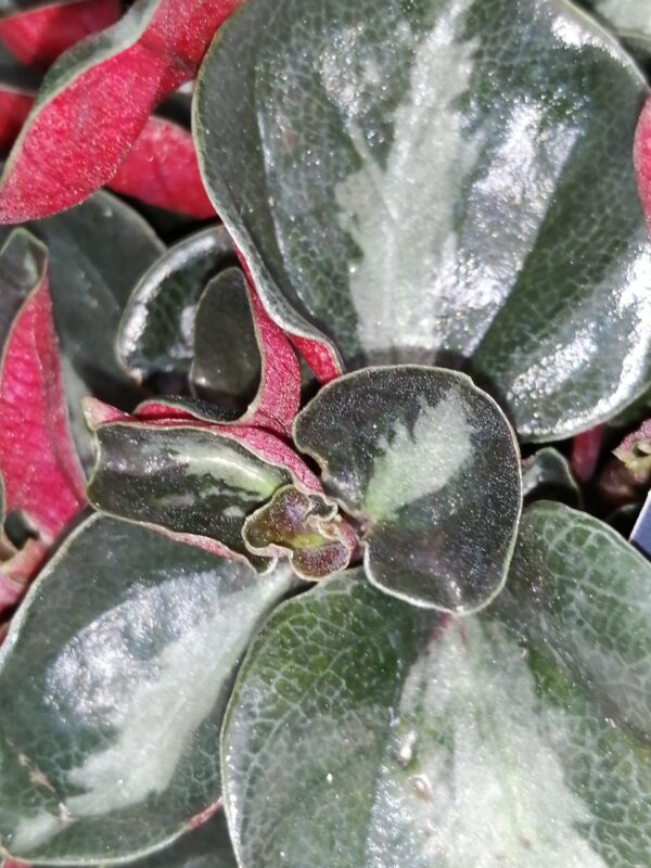 Peperomia metallica var. Colombiana, foto 2
