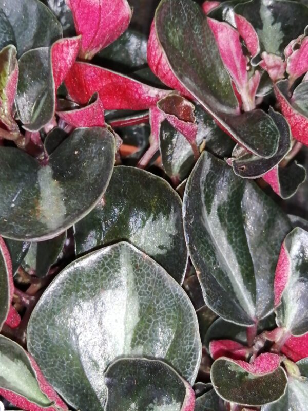 Peperomia metallica var. Colombiana, pianta da interno