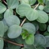 Peperomia pecuniifolia, pianta da interno