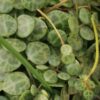 Peperomia prostrata, pianta da interno