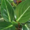 Peperomia maculosa, pianta da interno