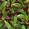 Peperomia graveolens, pianta da interno
