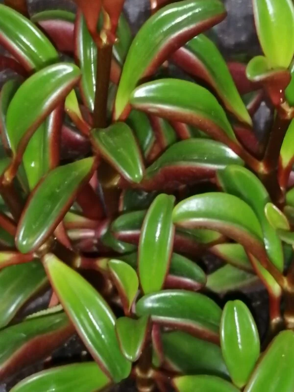 Peperomia graveolens, pianta da interno