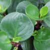 Peperomia Red Canyon, pianta da interno