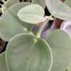 Peperomia incana, pianta da interno