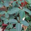 Peperomia verticillata, pianta da interno