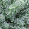Peperomia columella, pianta da interno