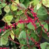 Persicaria virginiana, pianta da esterno