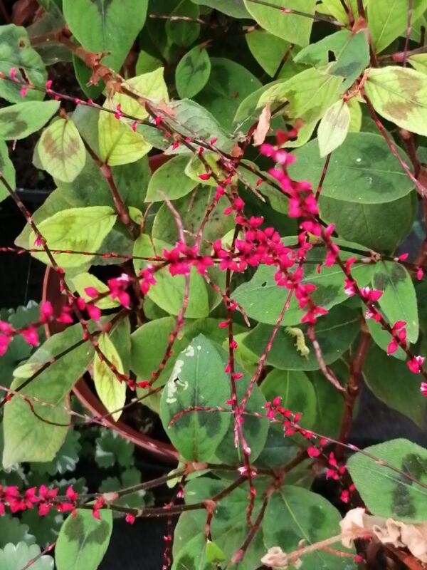 Persicaria virginiana, pianta da esterno