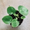 Pilea peperomioides micro, pianta da interno