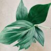 Philodendron Dragon Tail, pianta da interno