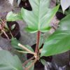 Philodendron squamiferum, pianta da interno