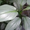 Philodendron hastatum Silver Sword, pianta da interno