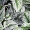Scindapsus (Epipremnum) pictus Trebie, pianta da terrario
