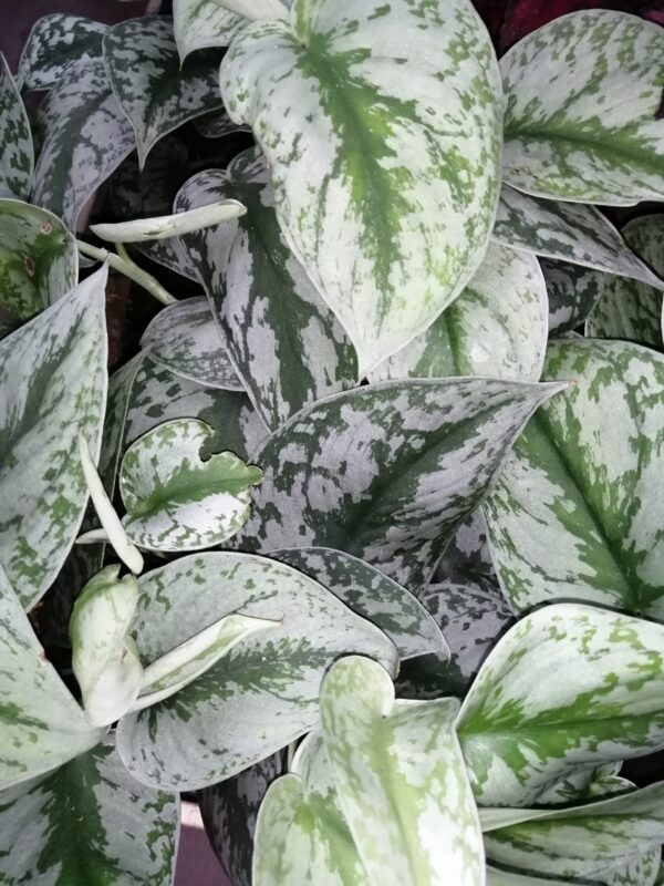 Scindapsus (Epipremnum) pictus Trebie, pianta da terrario