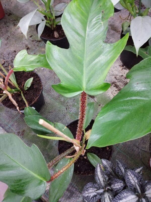 Philodendron squamiferum, pianta da interno