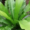 Asplenium antiquum, pianta da terrario