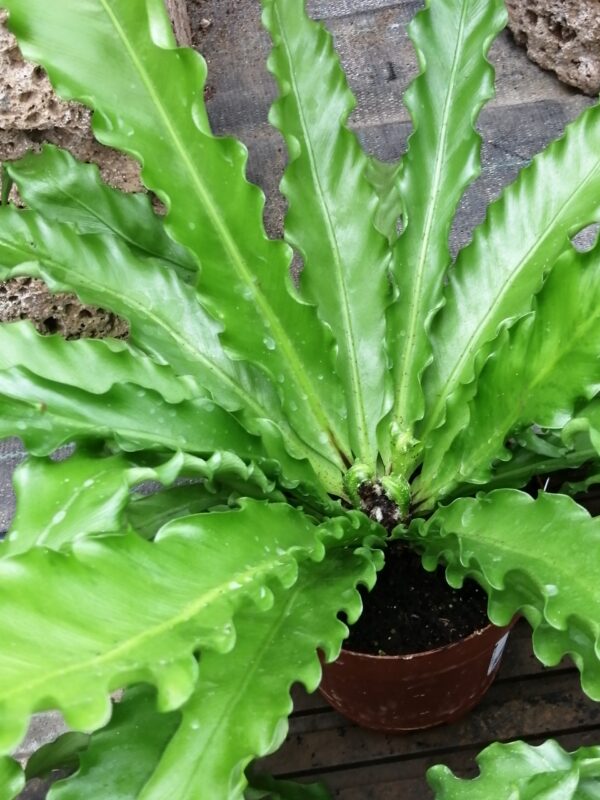 Phlebodium aureum Blue Star, foto 13