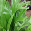Asplenium antiquum Crissy, pianta da terrario