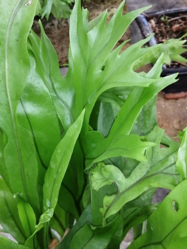 Asplenium antiquum Crissy, pianta da terrario