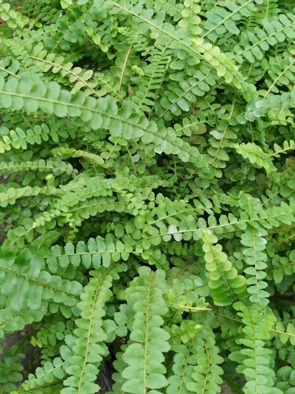 Phlebodium aureum Blue Star, foto 15