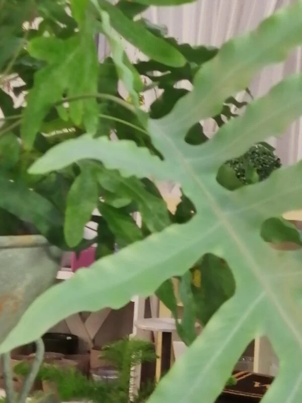 Phlebodium aureum Blue Star, foto 2