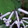 Plectranthus ecklonii ‘Mona Lavender’, pianta da interno