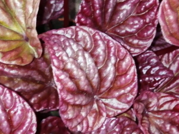 Phlebodium aureum Blue Star, foto 5
