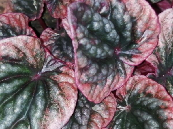 Phlebodium aureum Blue Star, foto 6