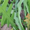 Epiphyllum angulier, pianta da interno
