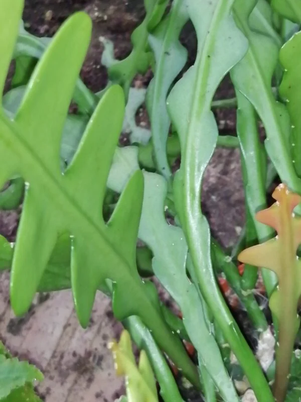 Epiphyllum angulier, pianta da interno