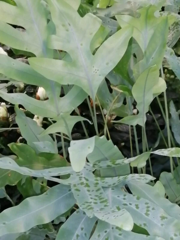 Phlebodium aureum Blue Star, foto 3