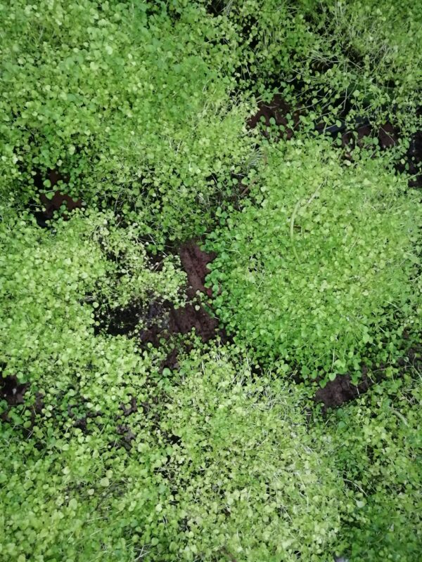 Mentha requienii, menta della Corsica, pianta per orto e cucina
