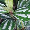 Pilea cadierei Pianta alluminio, pianta da interno