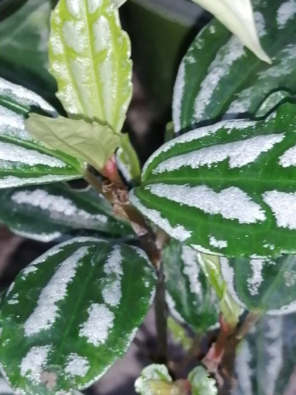 Pilea cadierei Pianta alluminio, pianta da interno