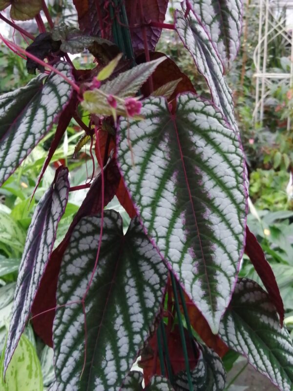 Cissus discolor, Rex Begonia Vine, pianta da interno