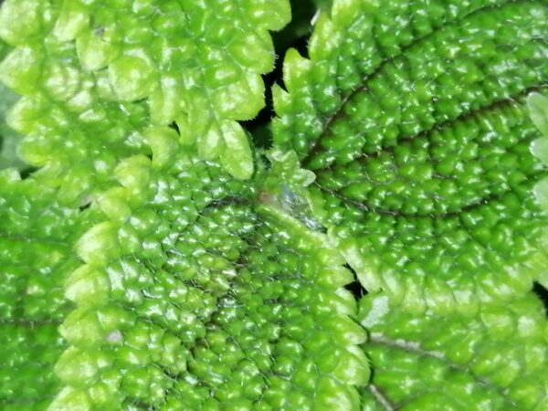 Pilea Moon Valley, foto 4